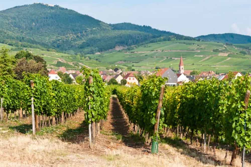 La Route des Vins d'Alsace